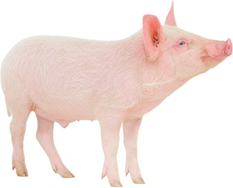Cerdo y nutrición