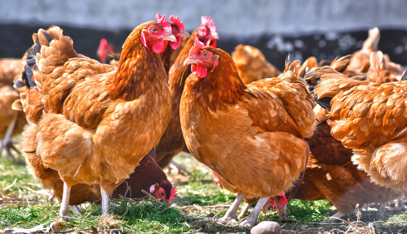 José Ignacio Barragán, nutrólogo Aves